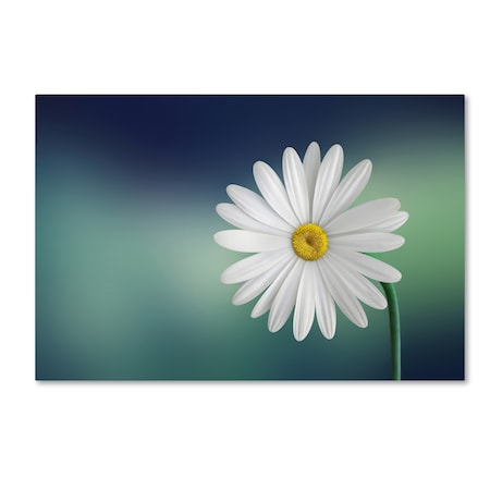 Bess Hamiti 'Flower' Canvas Art,16x24